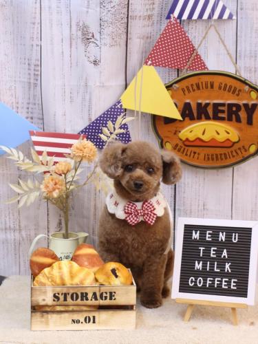 20240908ココアくん